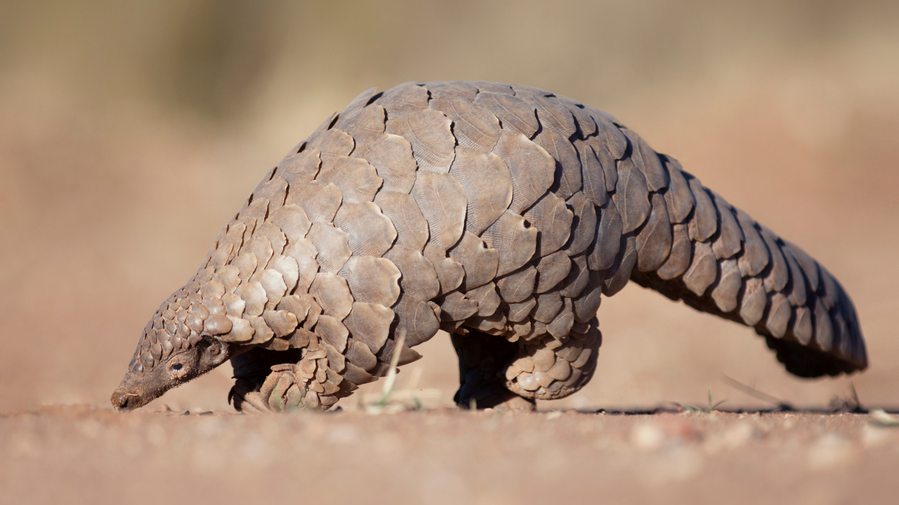 Pangolins: The Little Armoured Mammals the World Cannot Afford to Lose