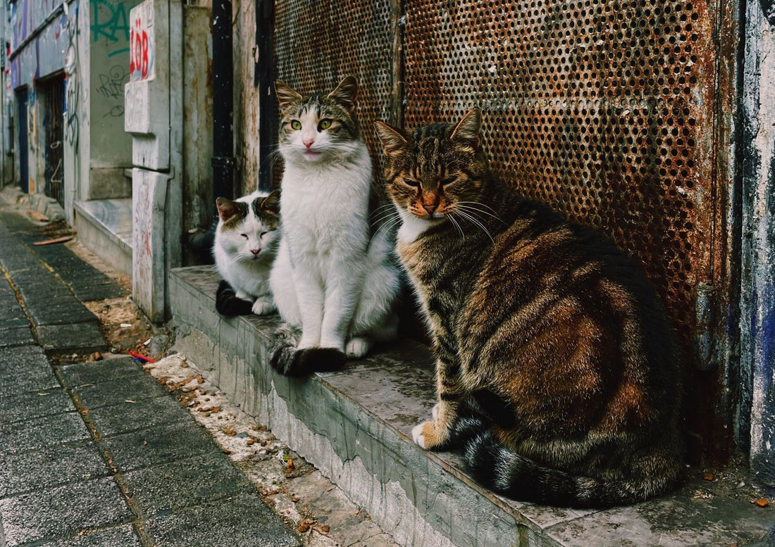 Istanbul: The City Where Cats Became Part of the Story