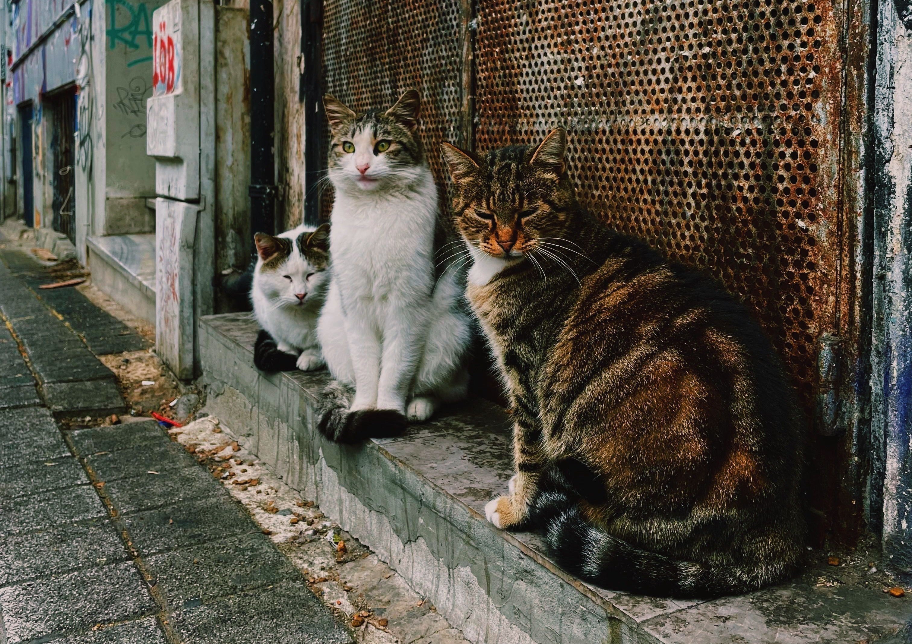 Istanbul: The City Where Cats Became Part of the Story